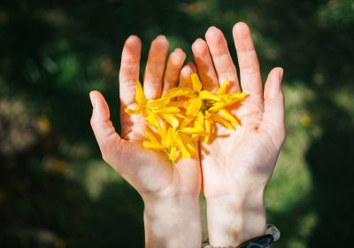 hands-holds-spring-yellow-flowers-are-on-a-natural-8UZHAN9.jpg